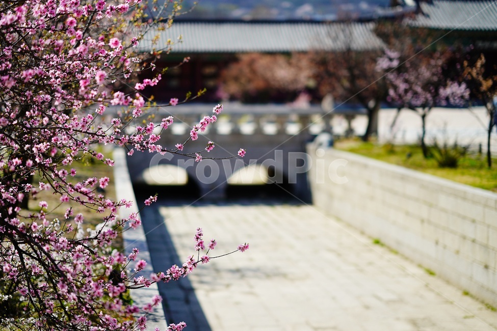 경복궁,매화,꽃,flower,palace,궁궐,건축물,architecture