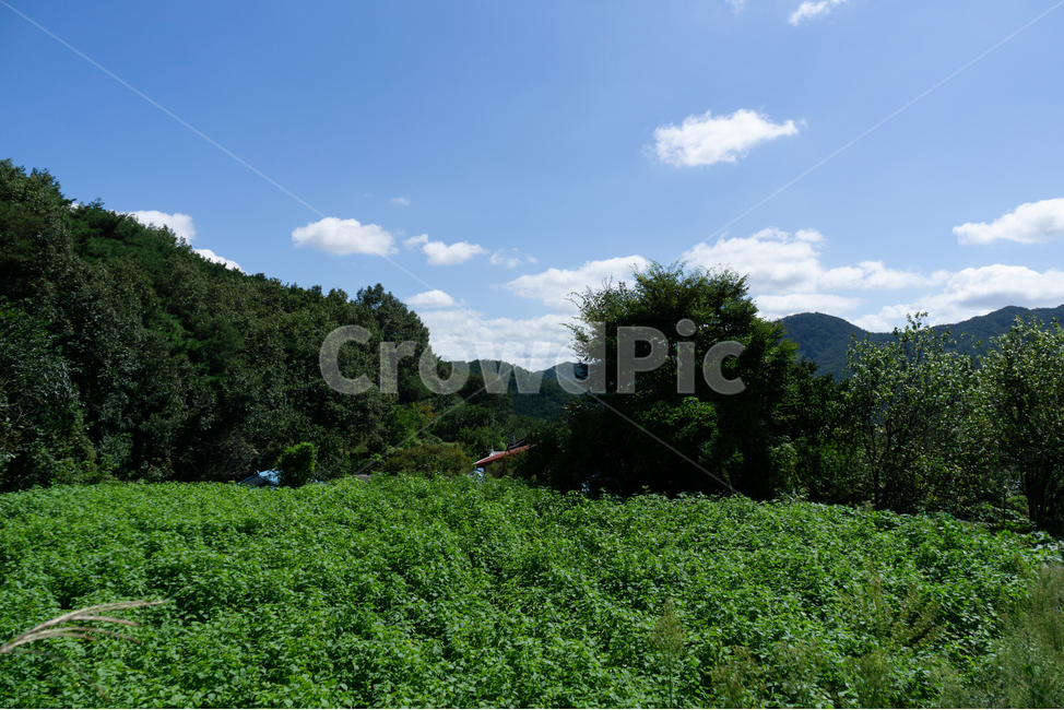 자연,경관,풍경,초록,활기,생동감,자연,풍경,nature,landscape,outdoors,옥외,field,들