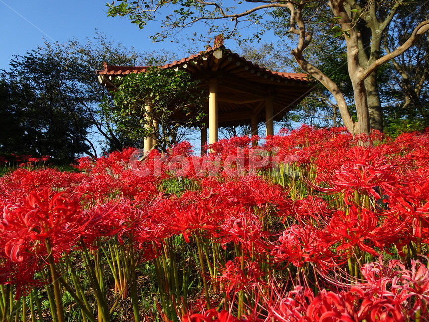 꽃,꽃무릇,상사화,산,봉대산,백일홍,빨강,분홍,식물,자연,plants,nature,꽃,flower