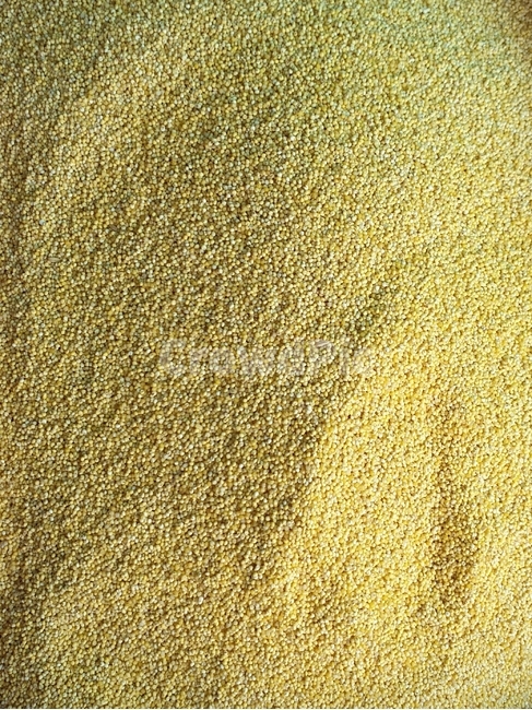 곡물,기장,찰기장,기장쌀,곡식,texture