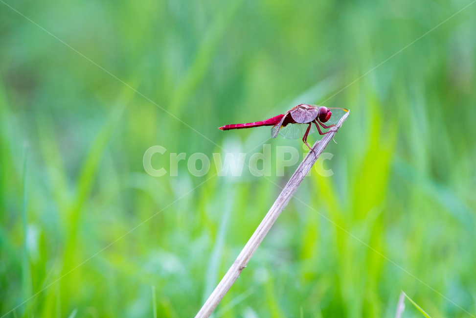 잠자리,dragonfly,곤충,날개,insect,벌레,곤충,벌레,insect,bug