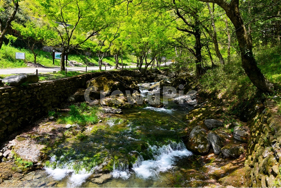 water,물,stream,흐름,장성,백양사,봄,계절,연두색,outdoors,옥외,nature,자연,plant,식물,blossom,flower,꽃