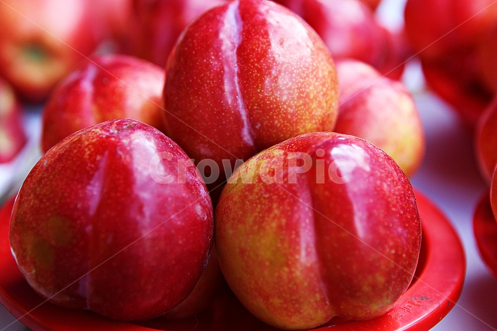 자두,빨강,수확,싱싱한,과일,음식,식재료,요리,먹거리,가을,추수,과일,열매,fruit