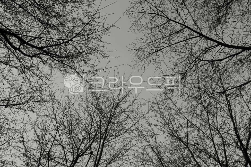 흑백,나무,겨울나무,나뭇가지,로우앵글,잔가지,하늘