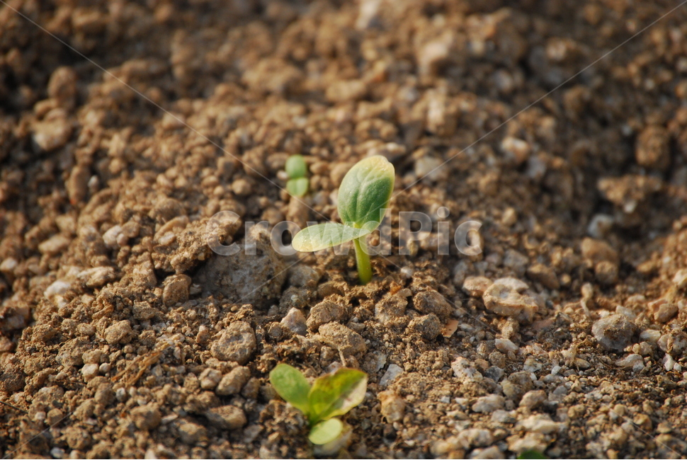 새순,싹,떡잎,희망,봄,화단,상추,오이,봄,계절,spring,season,식물,자연,plants,nature,plant