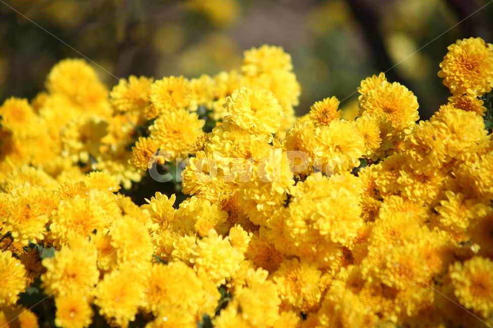 식물,국화,chrysanthemum,꽃,노랑