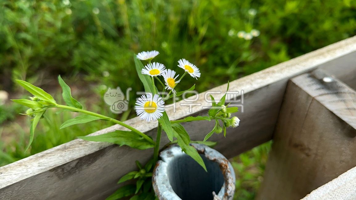 flower,꽃,계란꽃,플라워,자연,개망초