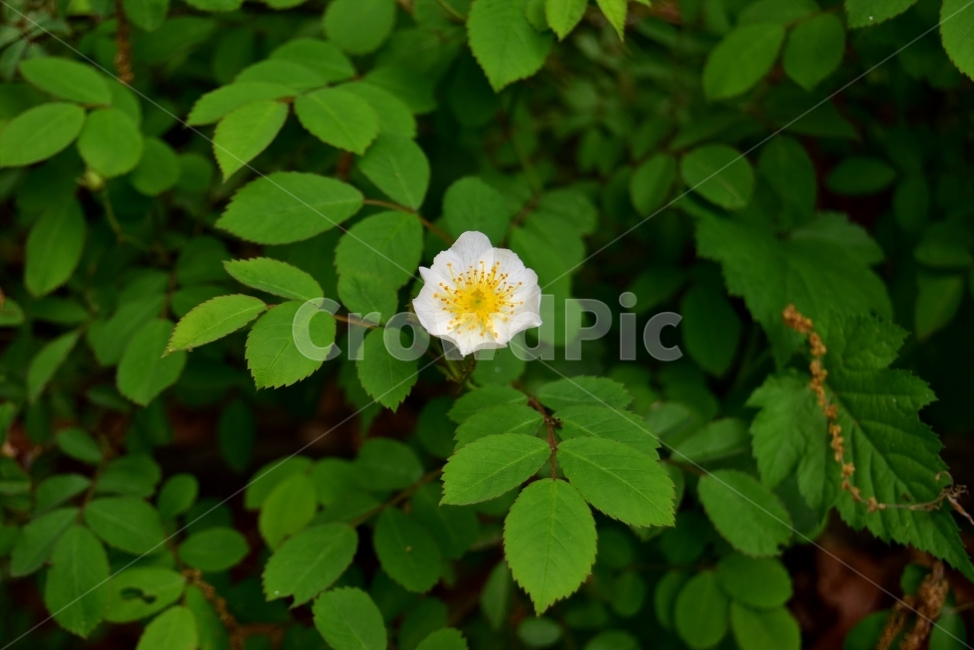 찔레꽃,찔레,찔레나무,야생화,꽃,생태,식물,자연,들꽃,산꽃,봄,감성,힐링,플라워,계절,시즌,wild,Flower,plants,nature,spring,season,배경,풀,초본,흰색,식물,자연,plants,nature,꽃,flower