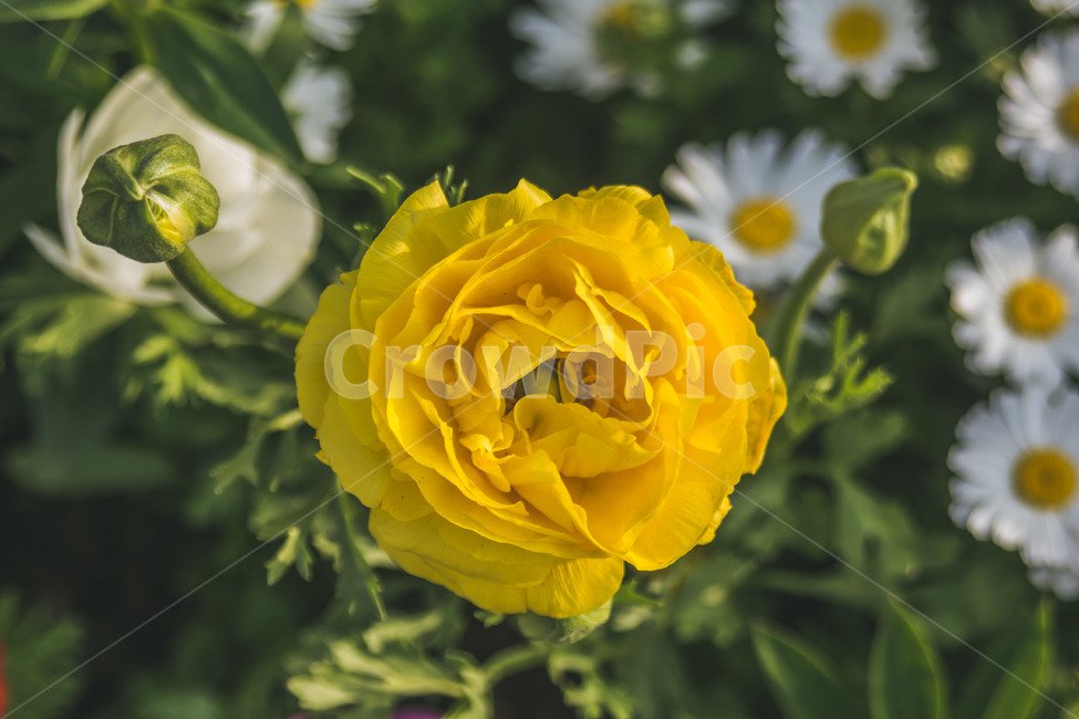 plant,blossom,flower,식물,꽃