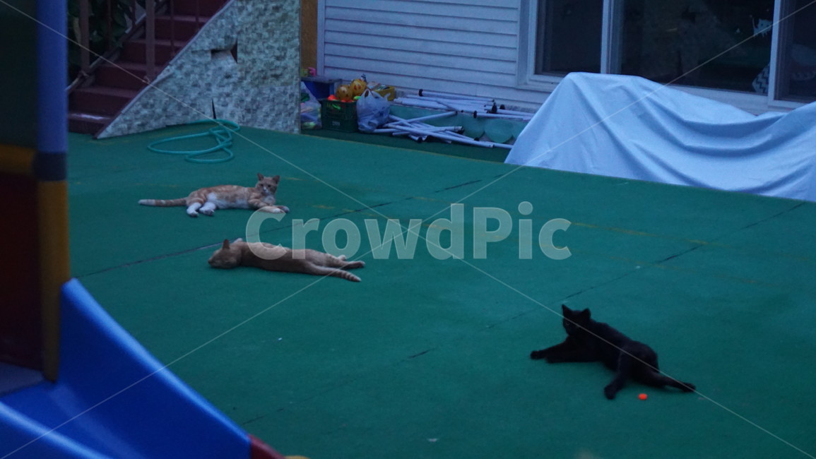 동네고양이,길냥이,깜냥이,치즈냥이,갈색냥이