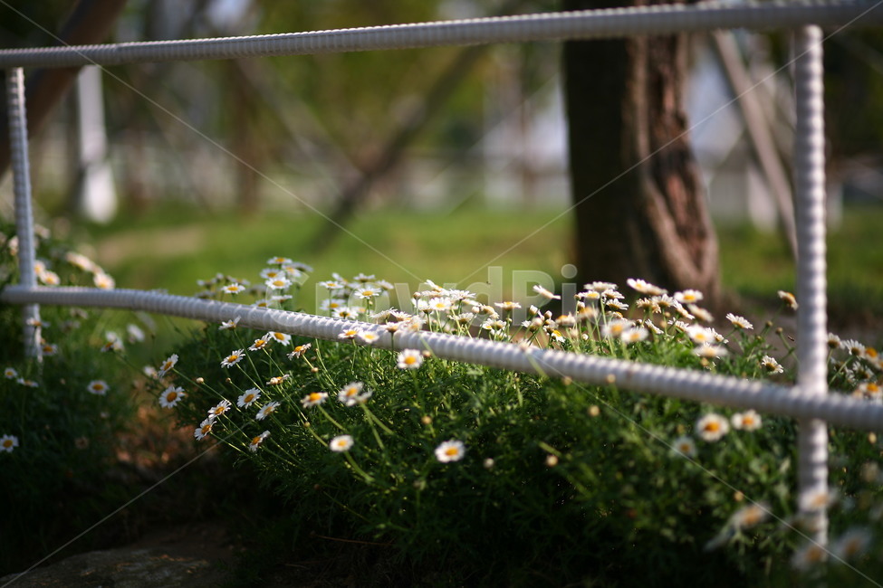 plant,식물,데이지,꽃,blossom