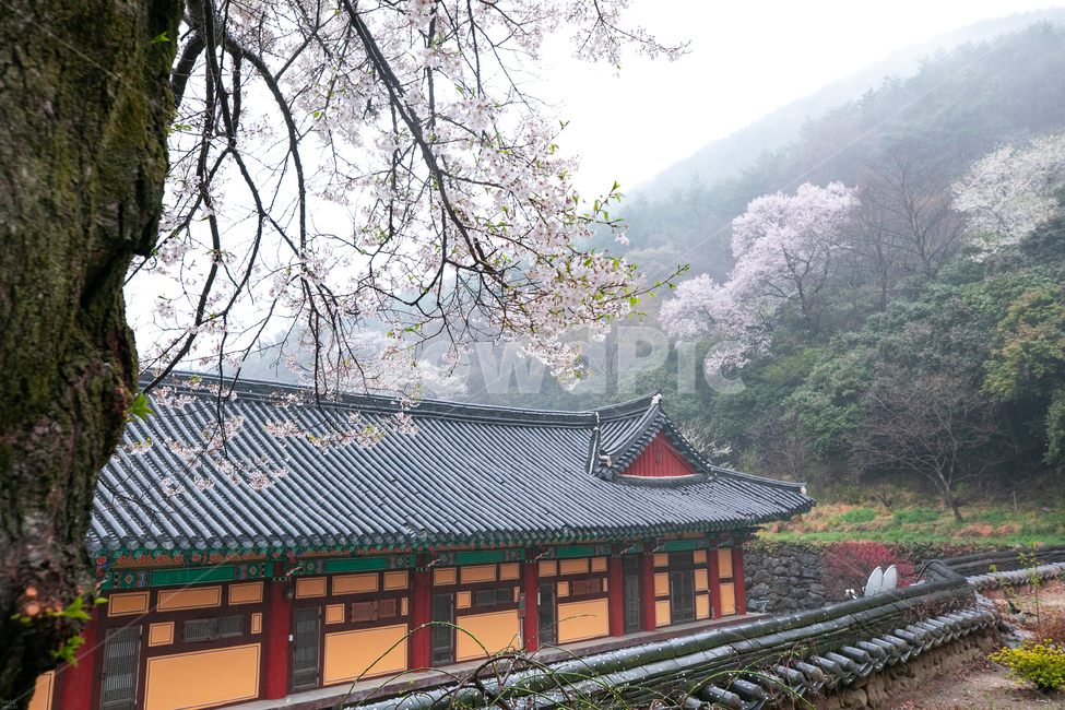 구레화엄사,화엄사,구레화엄사벚꽃,화엄사벚꽃,벚꽃,한국전통,한국문화,korean traditional,korean culture,식물,자연,plants,nature,꽃,flower,종교,신앙,religion,belief,faith