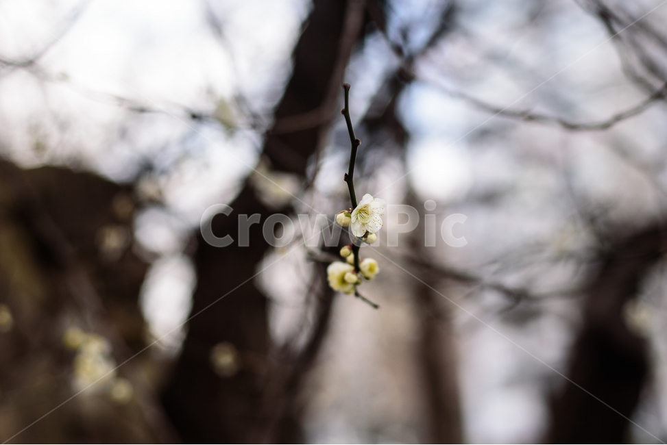 매화,봄,꽃,봄꽃,한송이꽃,한송이,흰매화,자연,풍경,나무,봄,계절,spring,season,식물,자연,plants,nature,꽃,flower,plant