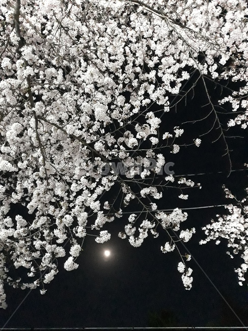 벚꽃,cherryblossom,달,moon,luna,봄,계절,spring,season,식물,자연,plants,nature,꽃,flower,blossom,cherry blossom,plant