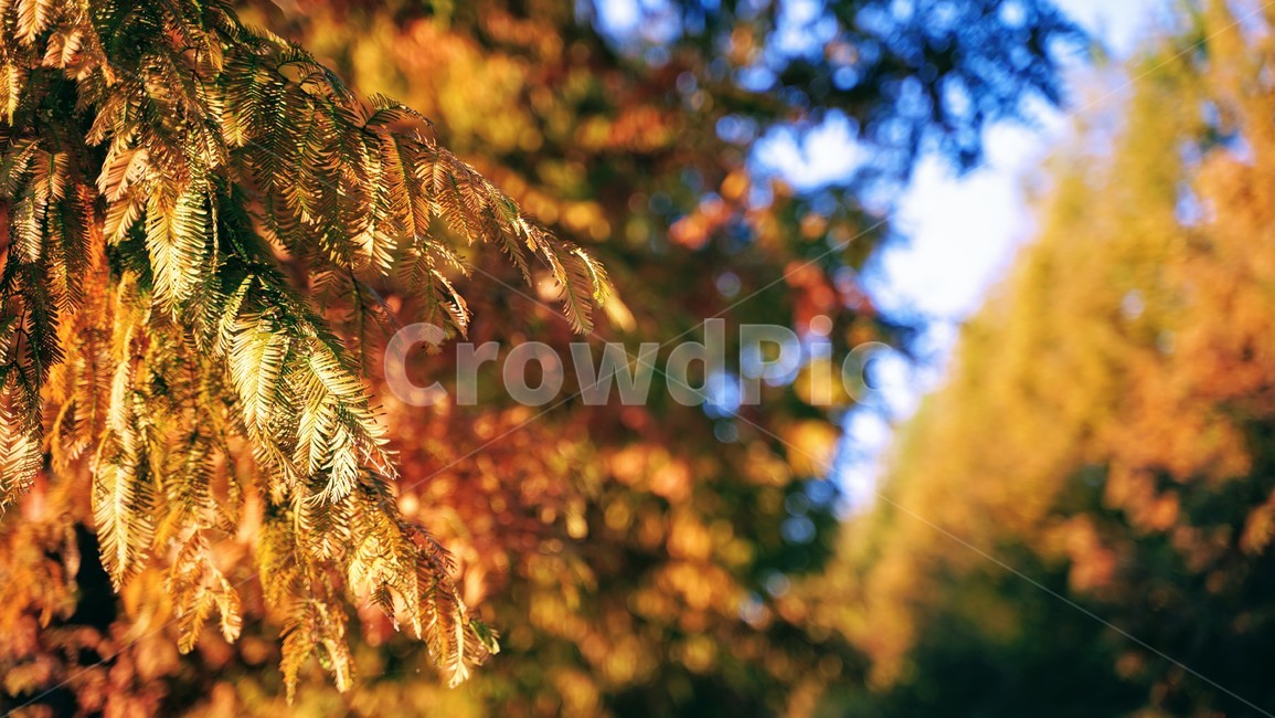 가을,단풍,나무,숲,수목원,공원,식물,잎,가을,계절,fall,autumn,season,plant,leaf,tree,maple