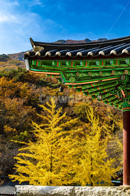 청평사,사찰,전통가옥,기와,추녀,단풍,은행나무,기와지붕,자연,문화유산,가을,단청,건축물,지붕,가을,계절,fall,autumn,season,한국전통,한국문화,korean traditional,korean culture
