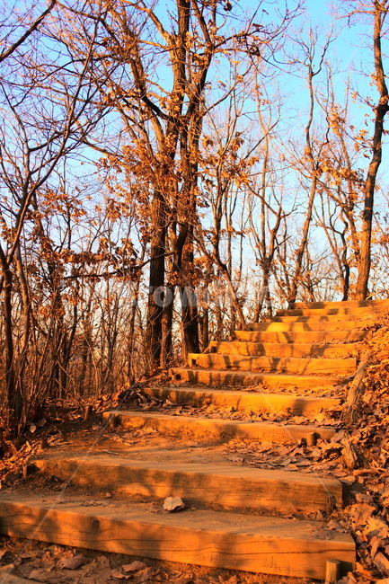 tree,나무,plant,식물,ground,바닥,계단,가을,가을,계절,fall,autumn,season,자연,풍경,nature,landscape