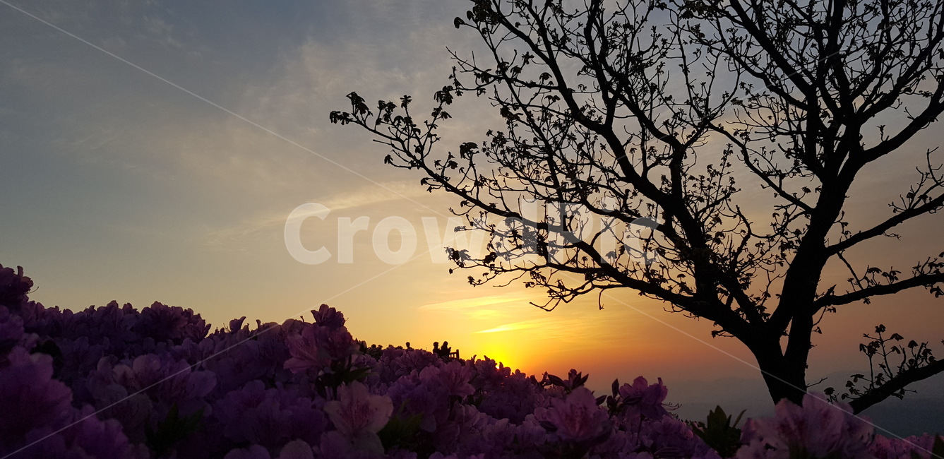 천주산,진달래,천주산진다래,천주산봄,나무,노을,봄,봄꽃,분홍꽃,꽃밭,앙상한가지