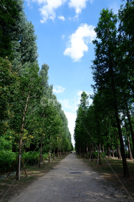 하늘공원,메타세콰이어길,나무,원근감,숲,숲길,숲속,여름숲,forest,자연,풍경,nature,landscape,garden,정원,outdoors,옥외,arbour,정자