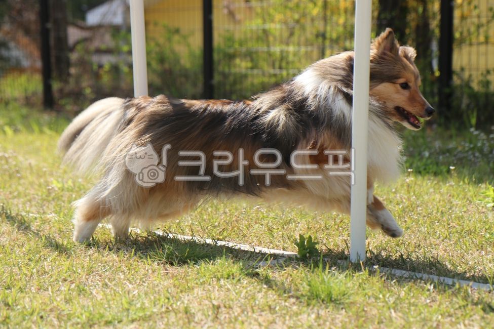 puppy,shetland sheepdog,sheltie,agility,weave,doggy,exercise,animal,fur,shelties,sheltland sheepdog