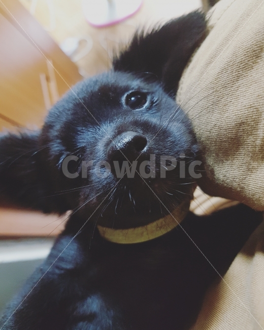 자연풍경,여름,색감,일상,동물,동물,animal,포유류,mammal,개,강아지,dog,doggy