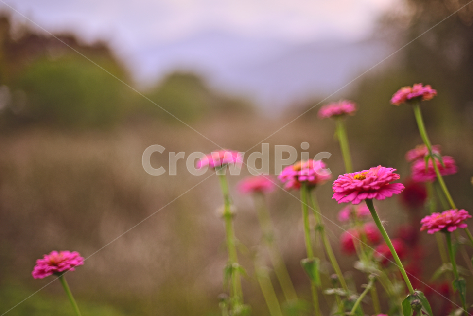 꽃,백일홍,야외,분홍색꽃,화단,옥외,아웃도어,outdooe,flowers,plant,식물,풍경,식물,자연,plants,nature,꽃,flower