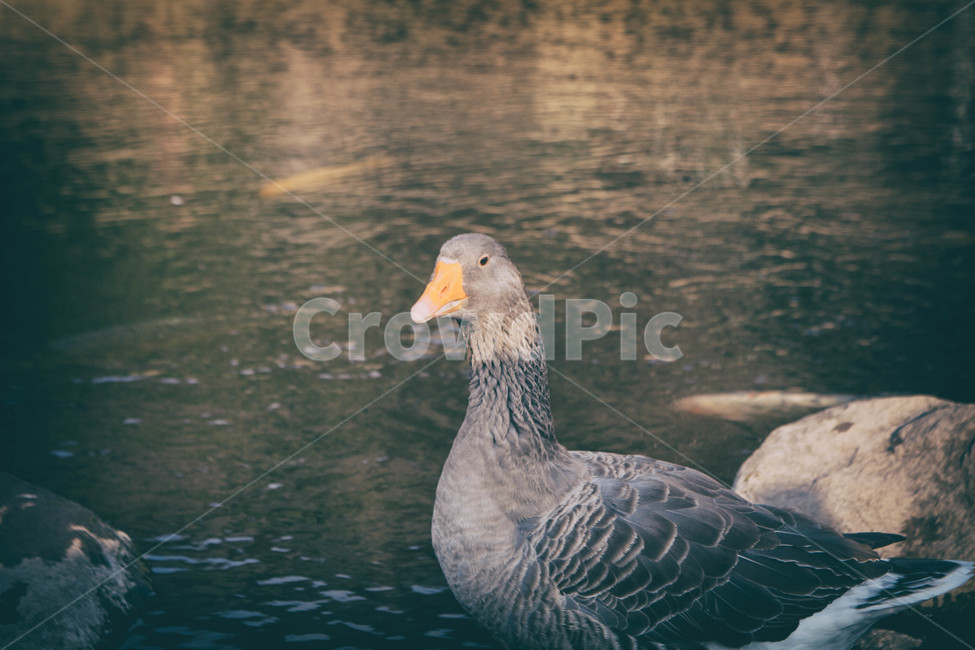 호수,동물,오리,자연,duck,lake,animal,nature,bird,새,야생동물,동물,animal,조류,새,birds