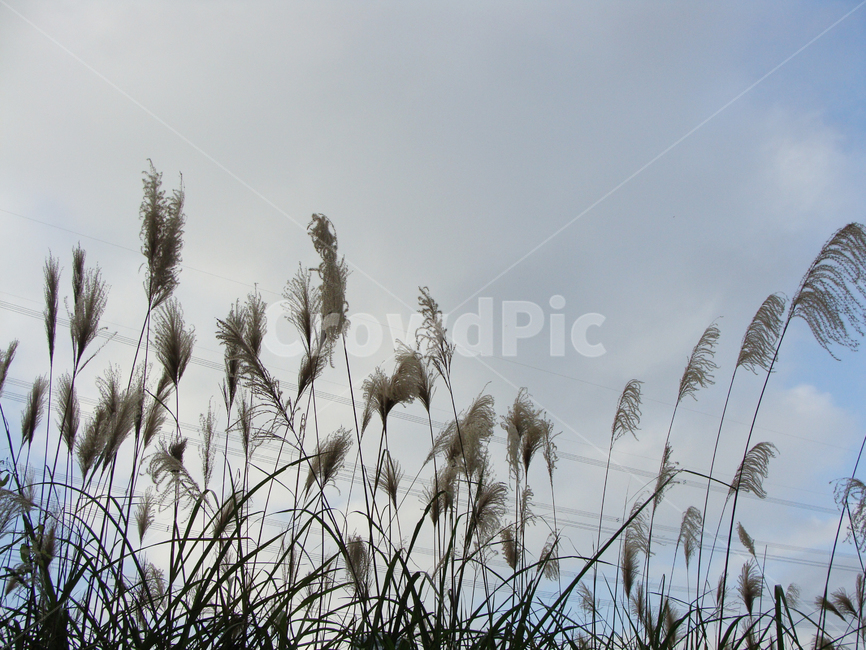 가을,억새,갈대,갈대숲,억새숲,background,맹그로브숲,grass,plant,식물,lawn,reed,beautiful,sky,landscape,forest,scenery,mangrove,silvergrass,swamp,풍경,배경,숲,늪