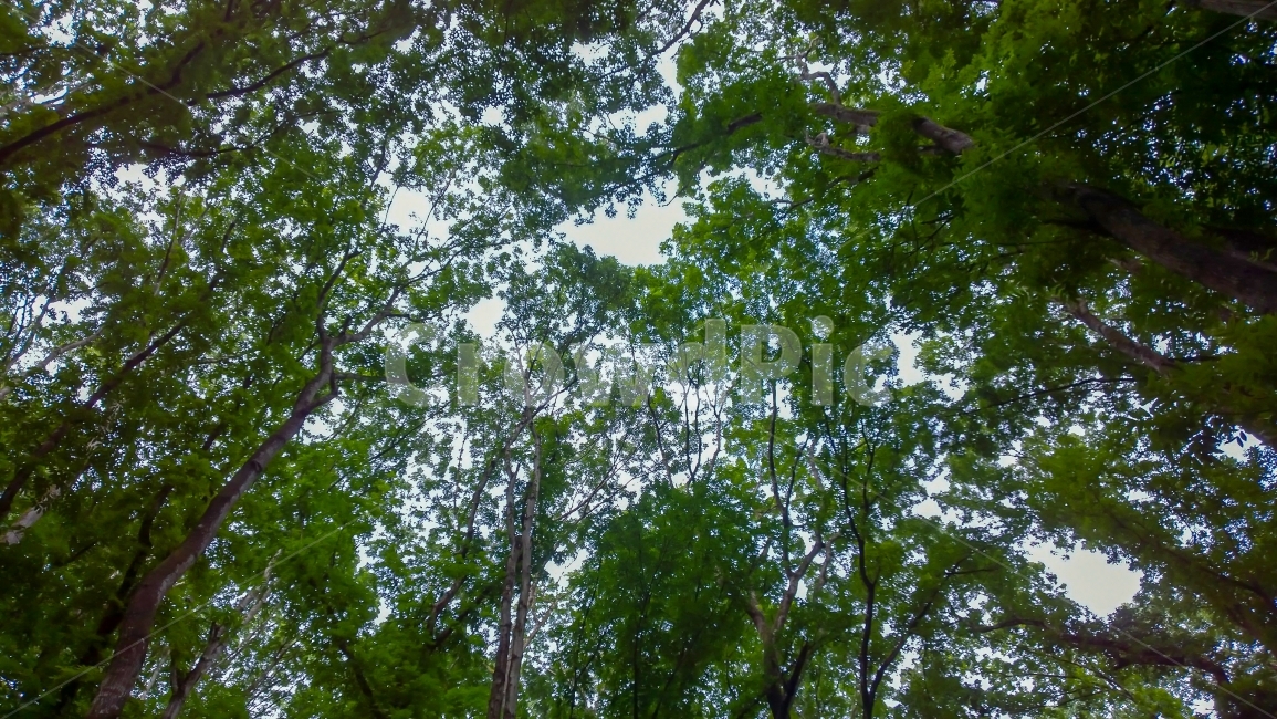 여행,필리핀,보홀,자연,나무,숲,배경,바탕,나뭇잎,가지,하늘,숲속,경치,경관,외국,산림,Travel,Philippines,Bohol,Nature,Natural,Tree,Background,Forest,Treebranches,Leaf,Sky,Landscape,Foreign,자연,풍경,nature,landscape,식물,plants,나무,trees,wood,휴식,힐링,rest,relaxation,healing,tree,plant
