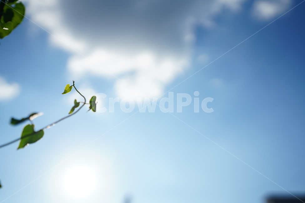식물,생물,생명,자연,꽃,가지,감성,식물,자연,plants,nature