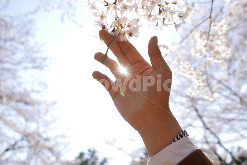 벚꽃,벚나무,손,감성,플레어,하늘,손가락,봄,계절,spring,season,plant,식물