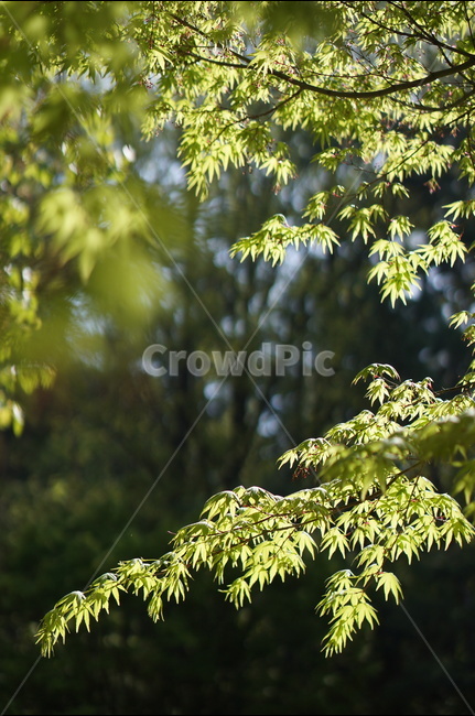 아침,햇빛,따사로움,식물,나무,풀,봄,식물,자연,plants,nature,휴식,힐링,rest,relaxation,healing