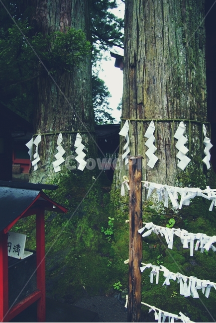 일본,닛코,거목,종교,사당,전통,일본전통,japan,tree,bigtree,big,traditional,종교,신앙,religion,belief,faith