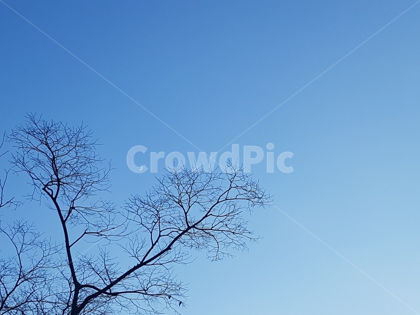 초승달,초승달하늘,나무,자연,nature,자연,풍경,nature,landscape,outdoors,옥외,tree,plant,식물