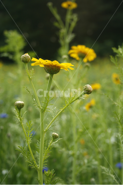 쑷갓꽃,식물,flower,plants,nature,꽃,꽃봉오리,꽃밭,식물,자연,plants,nature,꽃,flower