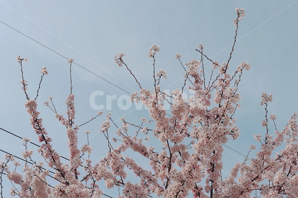 벚꽃,하늘,봄,나무,분홍색
