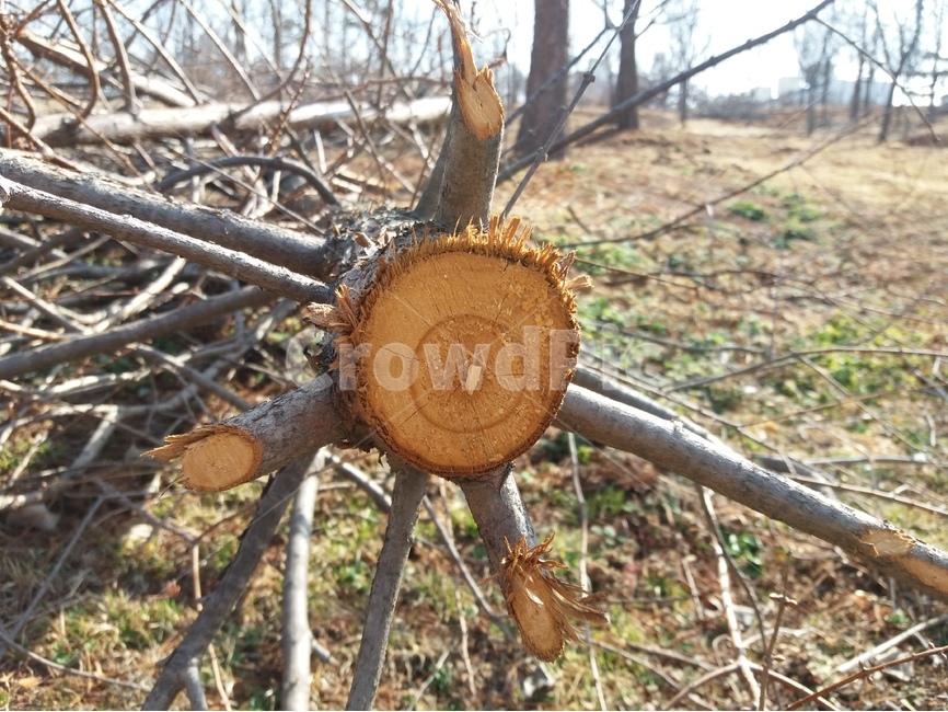단면,나이테,나무토막,목재,잘린나무,나뭇가지,식물,자연,plants,nature,나무,trees,wood
