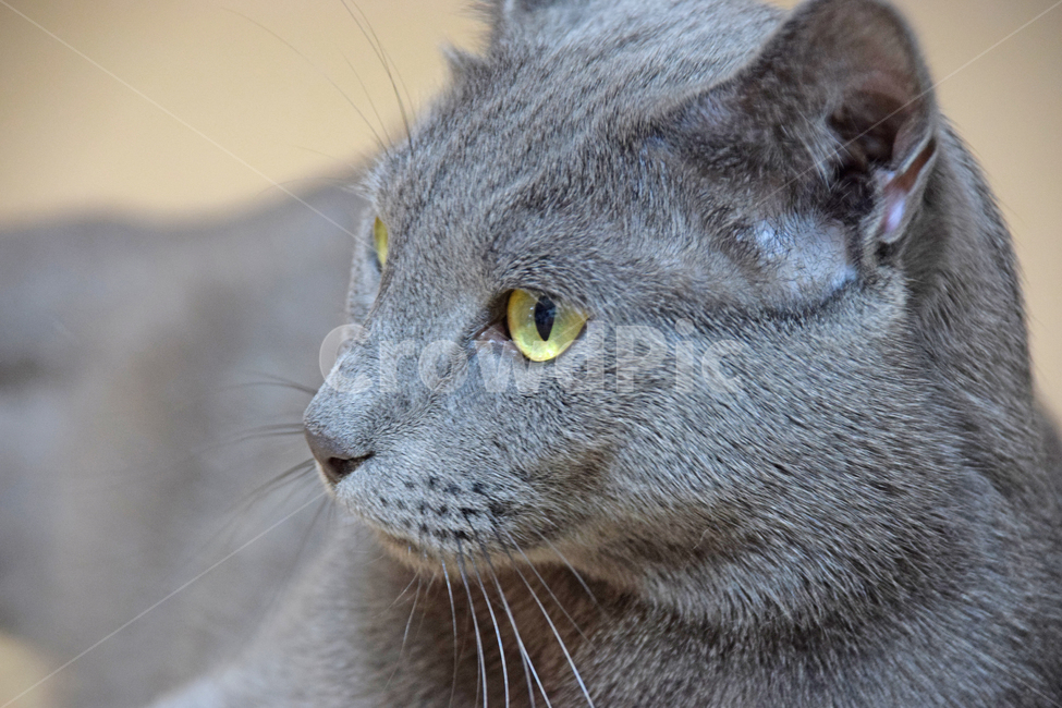 고양이,애완동물,러이안블루,동물,냥이,애완고양이,집사,동물,animal,포유류,mammal,고양이,cat,kitten,kitty