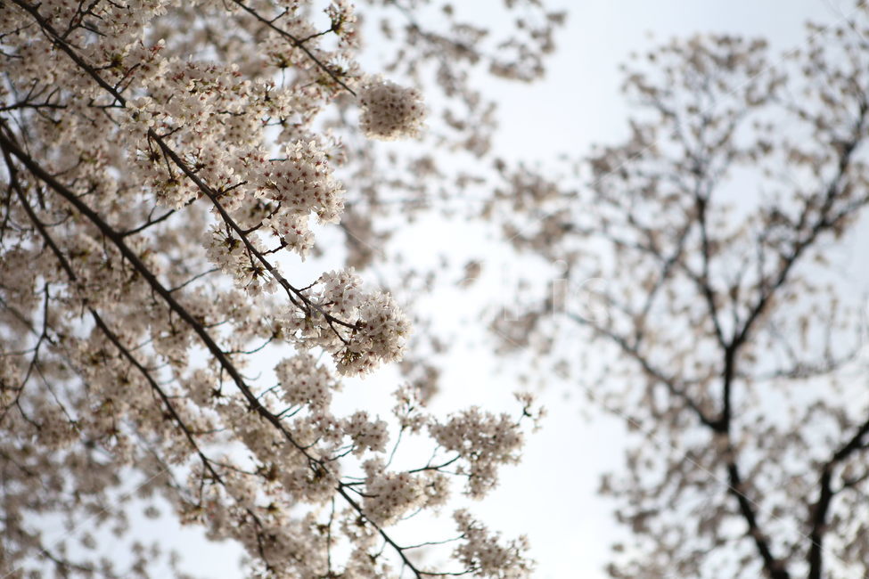 벚꽃,꽃,자연,나무,봄,꽃놀이,하늘,봄,계절,spring,season,식물,자연,plants,nature,꽃,flower,plant,cherry blossom,blossom