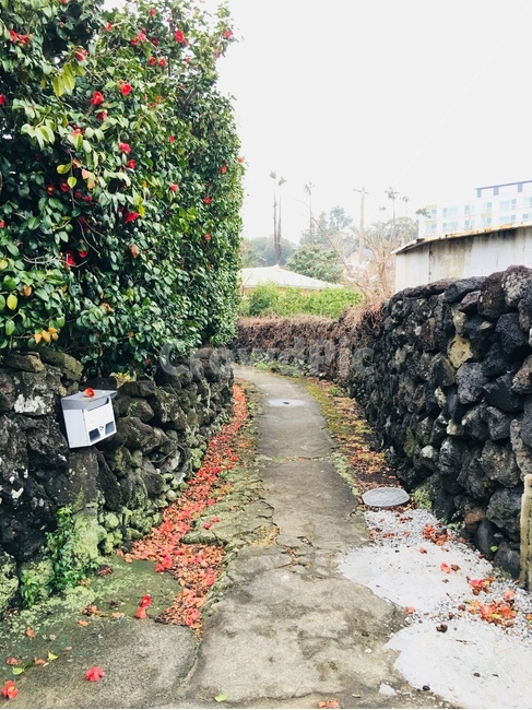 골목길,꽃,담,봄,나무,flower,wall,tree,spring,road,봄,계절,spring,season,제주도,jeju,jeju island,골목길,alley