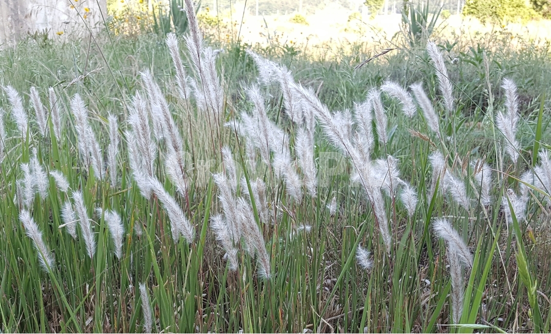 갈대,흰털,자연,풀,연두색,풍경,식물,자연,plants,nature