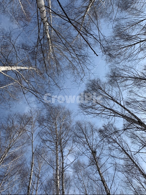 자작나무,인제,원대리,우거진,겨울숲,강원도숲,겨울나무