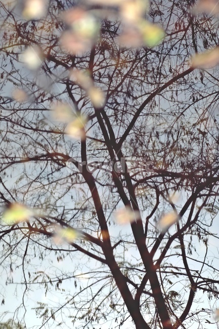 나무,반영,공원,tree,reflection,park,그림자,실루엣,나뭇가지,shadow,silhouette,자연,풍경,nature,landscape,실루엣,그림자,silhouette,shadow,plant,식물,light,빛,flare,플레어