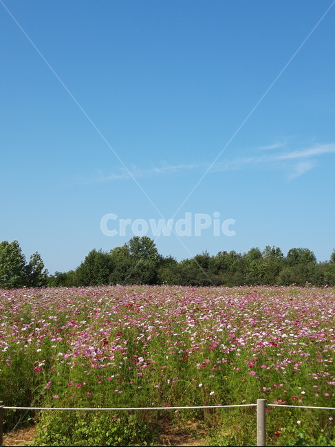 outdoors,옥외,grassland,field,들,nature,자연,farm,농장,countryside,rural,농촌,meadow,목초지,꽃,꽃밭,flower,식물,자연,plants,nature,꽃,flower