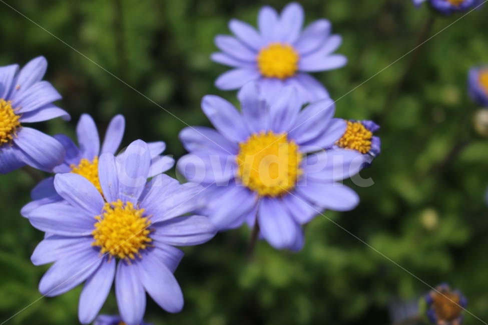 보라색,꽃,flower,자연,가을,landscape,감성,플라워,식물,자연,plants,nature,꽃,flower,색깔,색상,색채,색감,color sense,color sensitivity,feeling of color