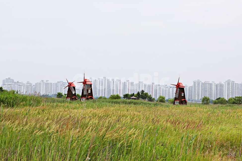 풍차,소래생태공원,갈대,식물,자연,풍경