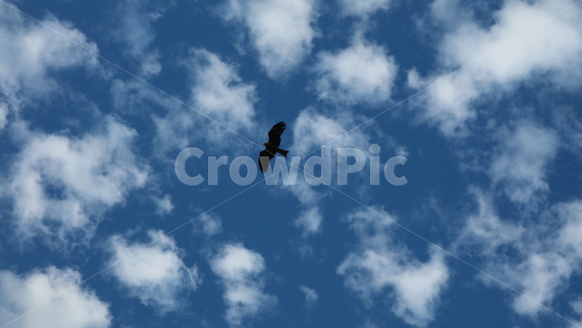 animal,동물,flying,나는,bird,새,하늘,구름,sky