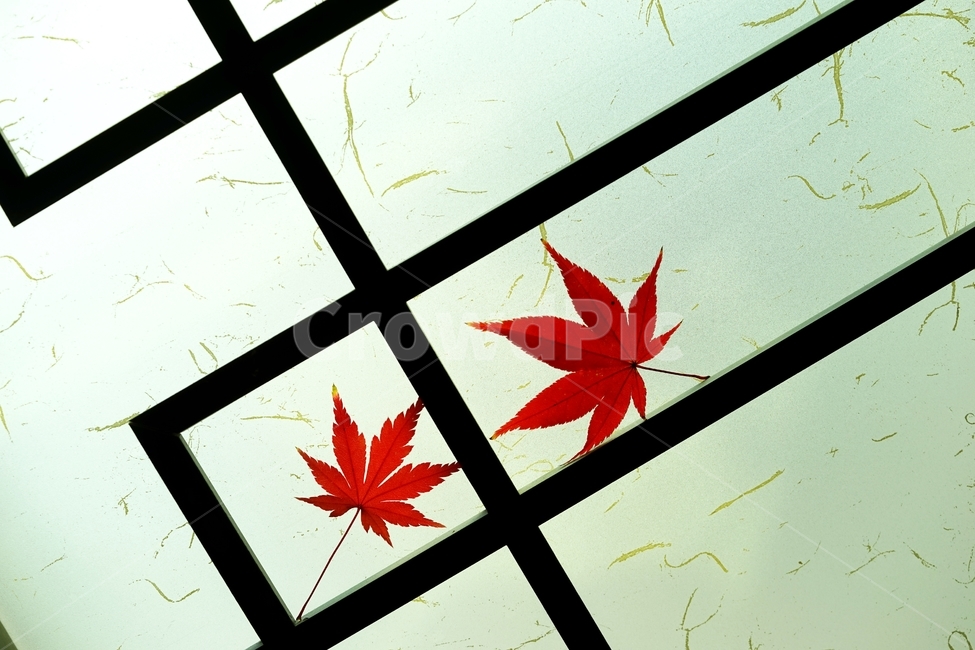 단풍,단풍잎,단풍나무,낙엽,가을,가을,계절,fall,autumn,season,leaf,잎,plant,식물,tree,나무