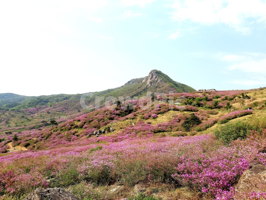 산청,황매산,철쭉,철쭉제,산청황매산,자연,풍경,nature,landscape,한국자연풍경,한국자연경관,korea nature landscape,outdoors,옥외,hill,언덕