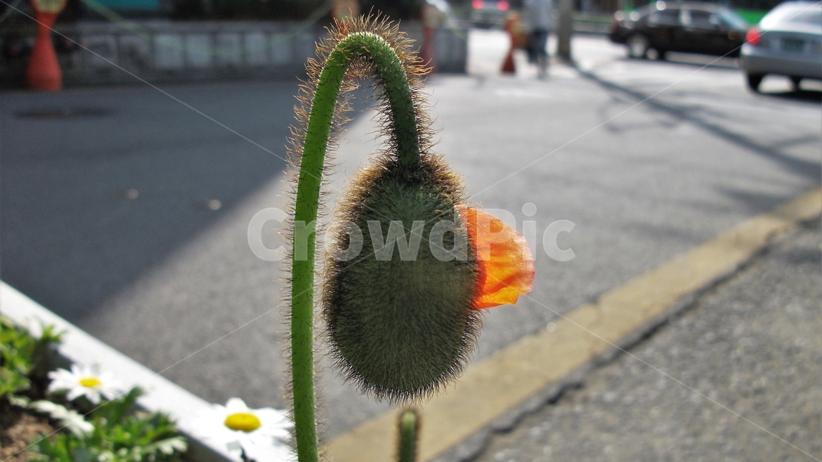 꽃,자연,식물,꽃잎,암술,수술,봄,spring,nature,bloom,petal,floral,scent,원예종,식물,자연,plants,nature